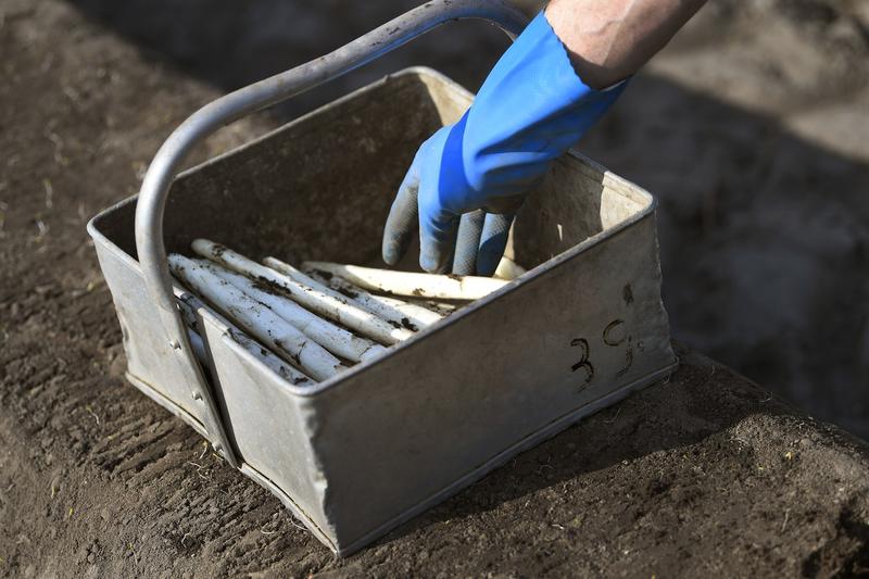 Recolta sparanghel, Foto: REX / Shutterstock Editorial / Profimedia