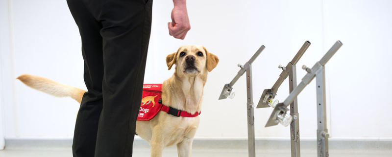 Caine antrenat, Foto: Medical Detection Dogs