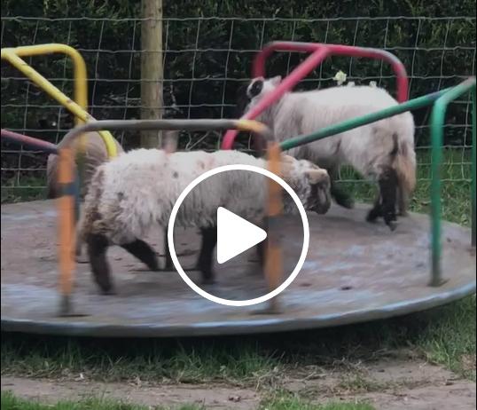 Locul de joaca, ocupat in timpul Covid-19, Foto: Captura Facebook