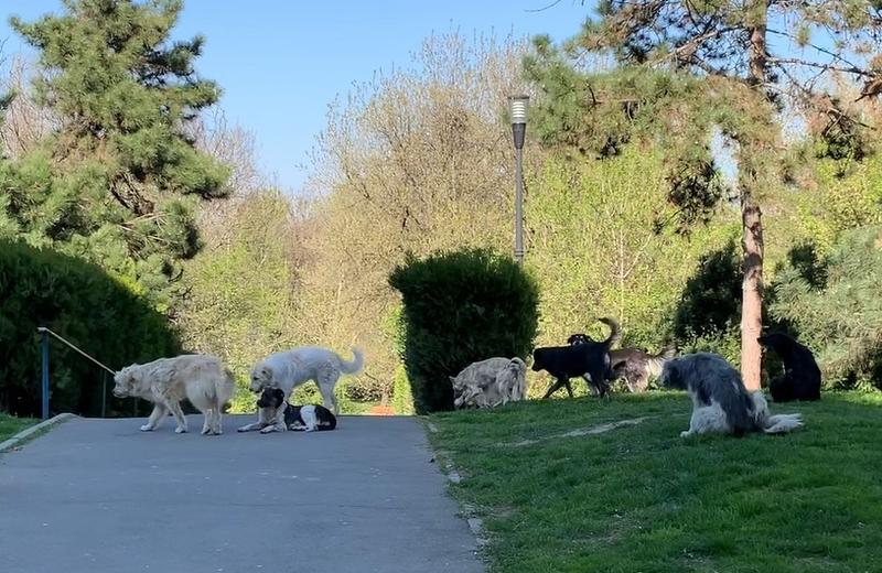 Caini in Plumbuita, Foto: Hotnews