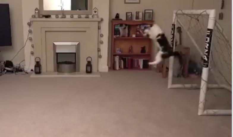 Motanul zburator, Foto: Captura Facebook