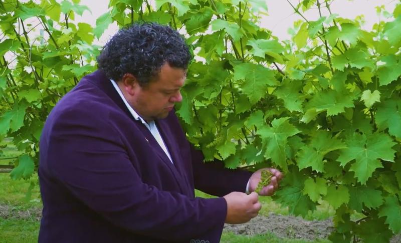 Viticultori italieni, Foto: Captura YouTube