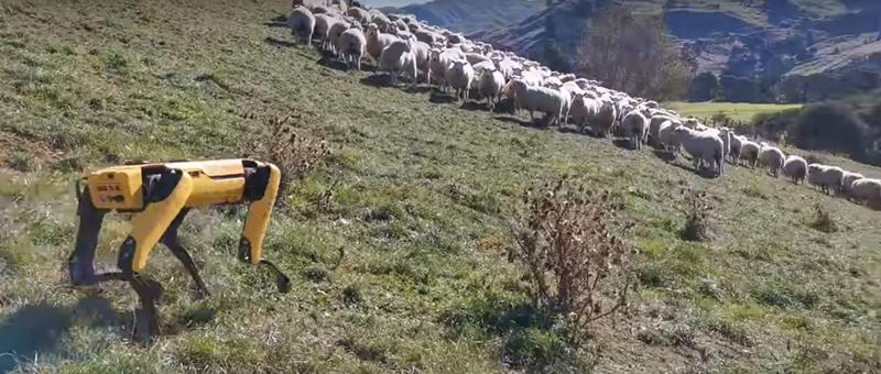 Robotul Spot, Foto: Rocos