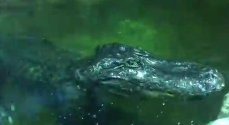 aligator, Foto: Captura