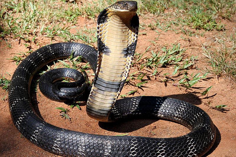 Cobra (f: Anand Titus), Foto: Wikipedia