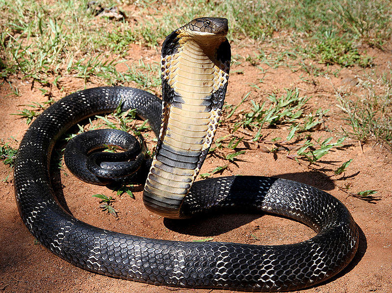 Cobra (f: Anand Titus), Foto: Wikipedia