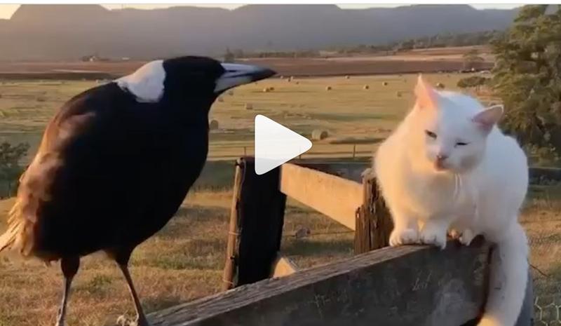 Cioara si pisoiul, Foto: Captura video