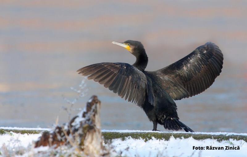 Cormoran mare, Foto: Societatea Ornitologica din Romania