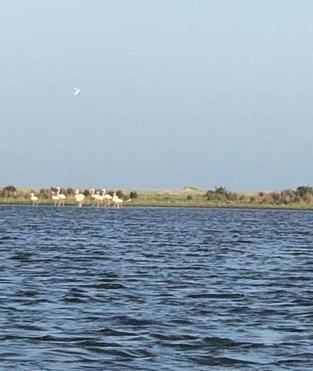 pasari flamingo in Delta Dunarii, Foto: Administraţia Rezervaţiei Biosferei Delta Dunării