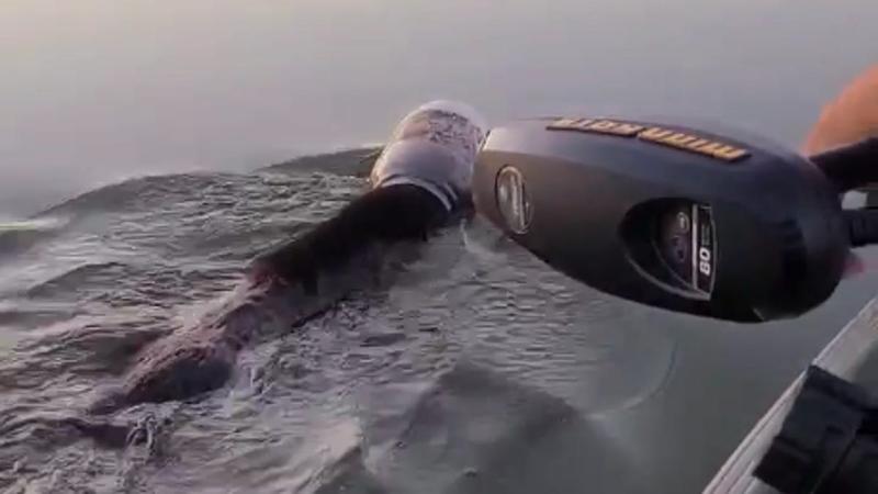 Puiul de urs, Foto: Captura video