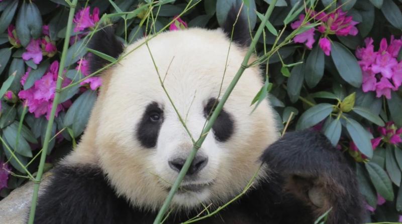 Panda, Foto: Captura YouTube