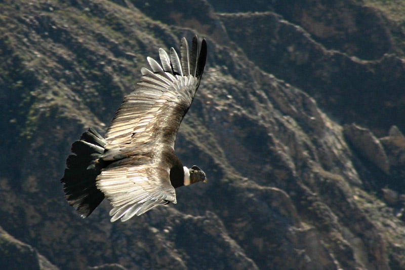 condor, Foto: Wikipedia