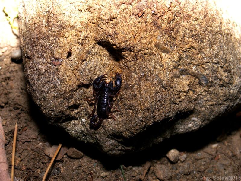Scorpionul Carpatin, Foto: Ministerul Mediului
