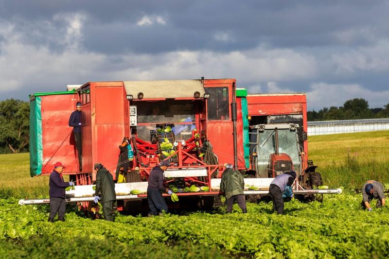 Lucratori agricoli la cules de salata, Foto: MediaWorldImages / Alamy / Alamy / Profimedia