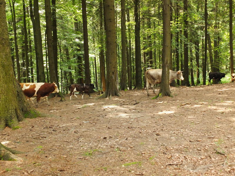 padure, Foto: Hotnews