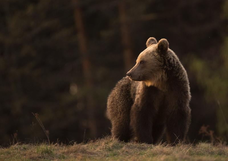 Urs (foto arhiva), Foto: Ministerul Mediului