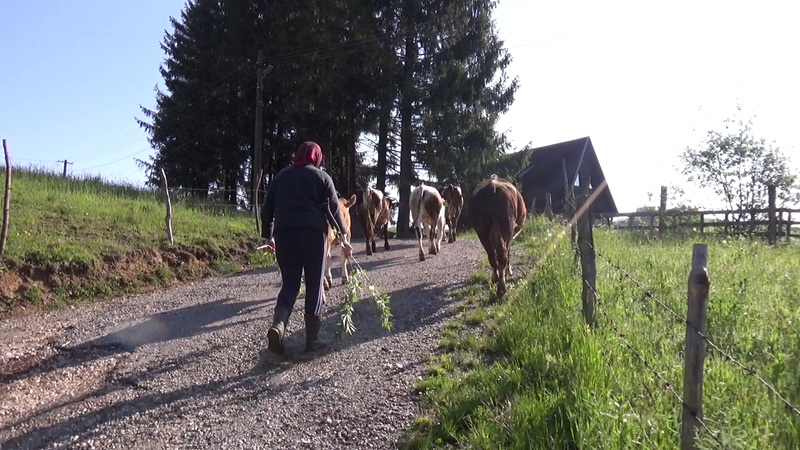 Marioara din Sirnea, Foto: Hotnews