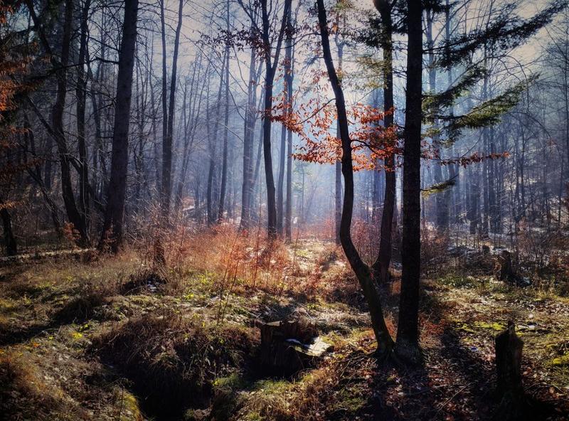 Padure, Foto: Stefania Gal