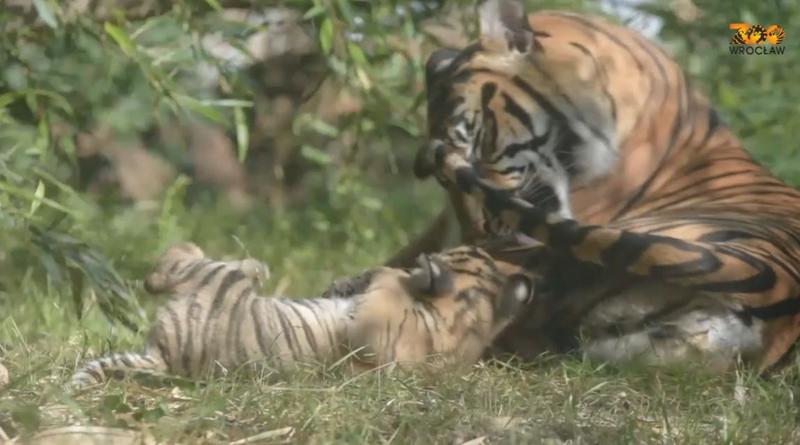 Tigru de Sumatra, Foto: youtube.com