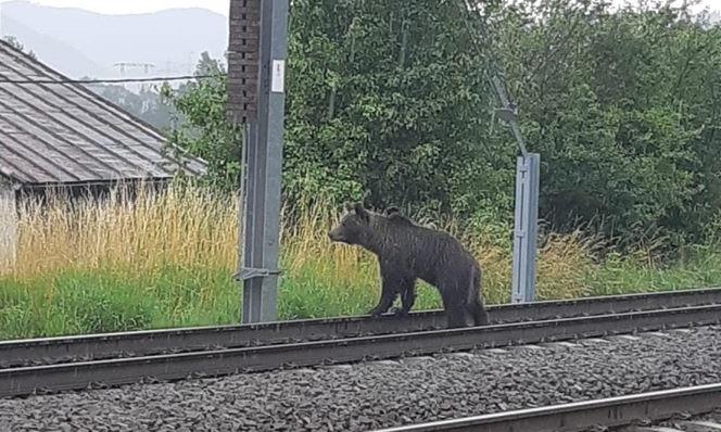 Ursoica isi cauta puii loviti de tren, Foto: IJJ Prahova