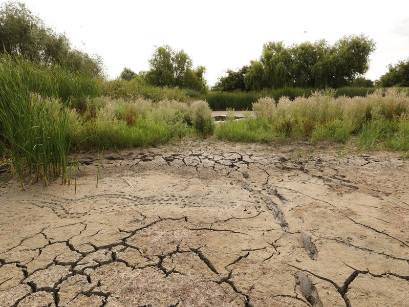 Parcul Natural Vacaresti - seceta, Foto: Asociatia Parcul Natural Vacaresti