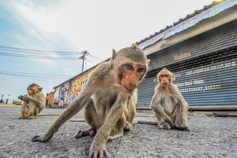 Macaci in Lopburi, Thailanda, Foto: wallpaperflare.com