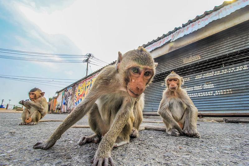 Macaci in Lopburi, Thailanda, Foto: wallpaperflare.com