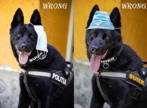 Cainele politist, Foto: Hotnews