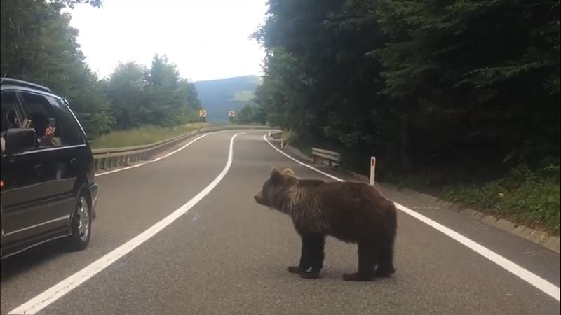 Urs, hrănit pe drum, Foto: Captura video