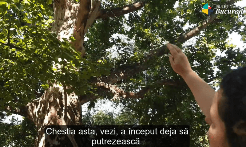 platan Cismigiu, Foto: Captura YouTube