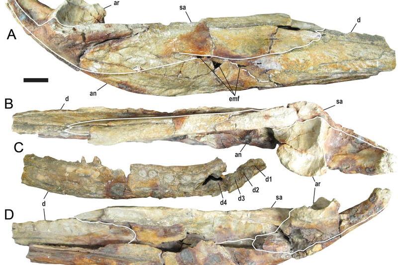 Deinosuchus, Foto: Journal of Vertebrate Paleontology