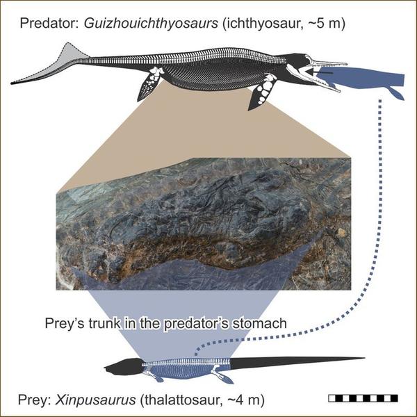 Guizhouichthyosaurus, Foto: livescience.com