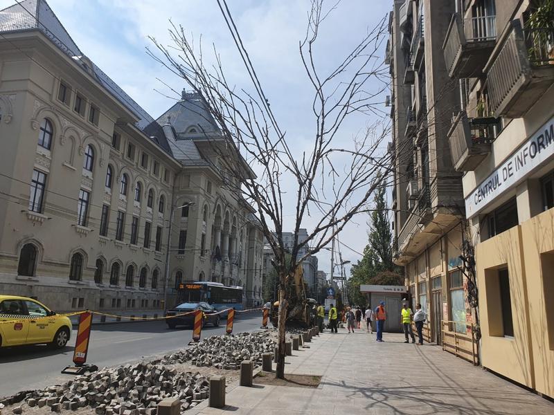 Copaci uscati Elisabeta 2, Foto: Hotnews