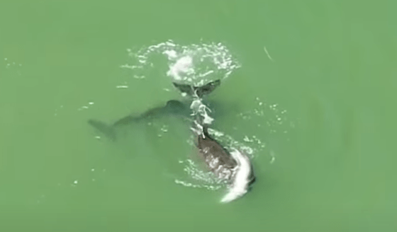 delfin luptandu-se sa isi salveze puiul, Foto: Captura YouTube