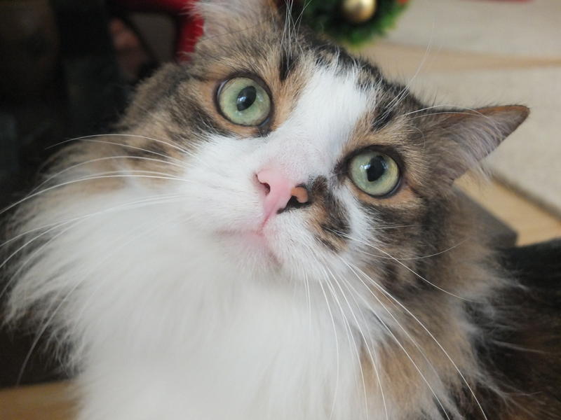 Pisic, Foto: Hotnews