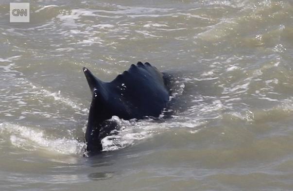 Balena cu cocoasa, Foto: CNN