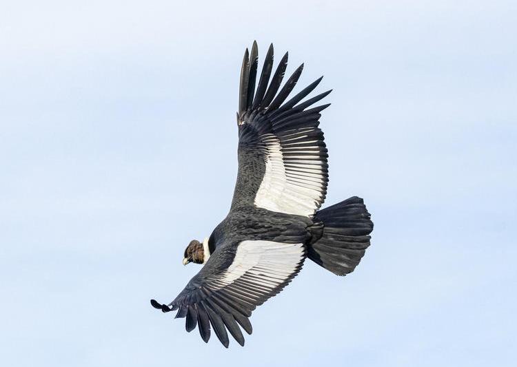 Condorul de Anzi, Foto: icarus.mpg.de/ Alvaro Moya Riffo