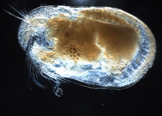 Ostracoda, Foto: Captura Wikipedia