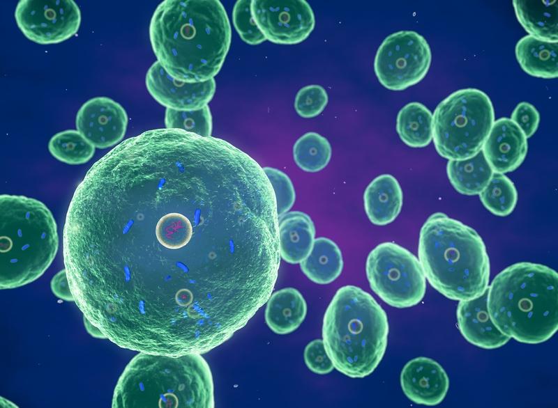 Bacteria brucella, Foto: Science Photo Library / Sciencephoto / Profimedia