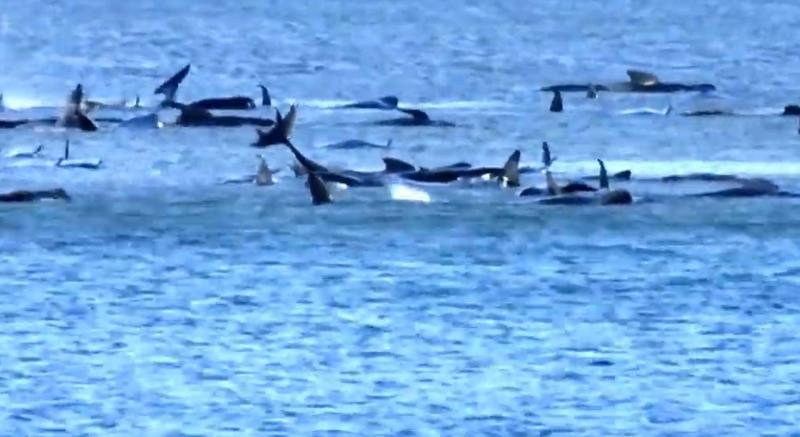 Balene blocate in nisip, Foto: YouTube