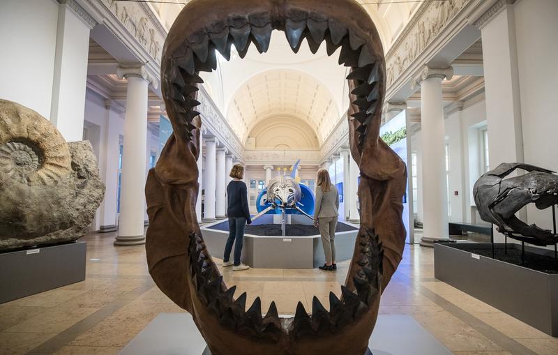 Fosila Megalodon, Foto: Cristoph Schmidt / AFP / Profimedia Images