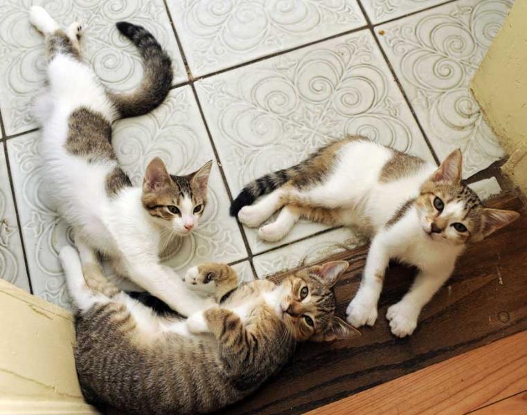 Pisici, Foto: www.hemingwayhome.com