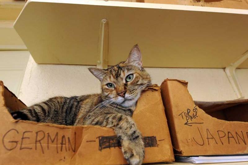 Pisici Casa memoriala Hemingway 3, Foto: www.hemingwayhome.com