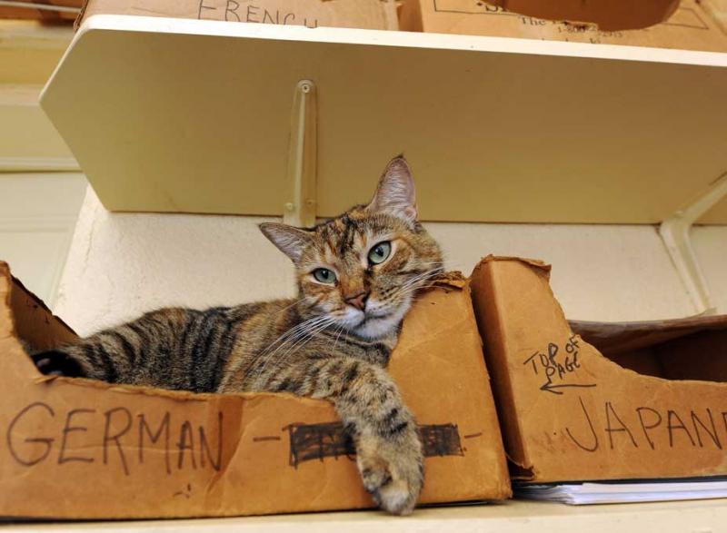 Pisici Casa memoriala Hemingway 3, Foto: www.hemingwayhome.com