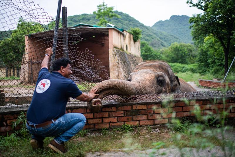 Elefantul Kaavan, Foto: dpa picture alliance / Alamy / Alamy / Profimedia