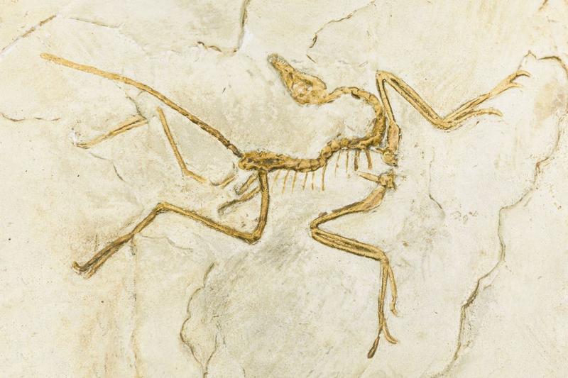 Fosila de Archaeopteryx, Foto: Andrii Zastrozhnov | Dreamstime.com