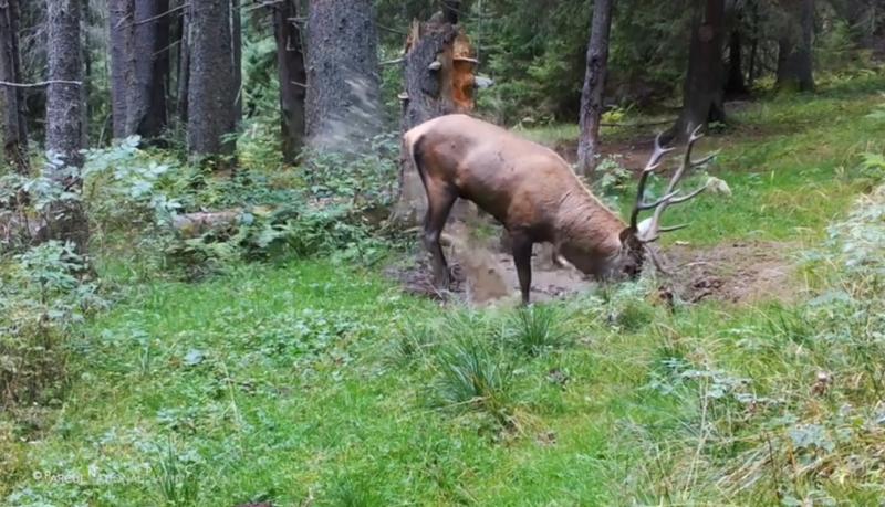 Cerb Piatra Craiului, Foto: Facebook/ Regia Nationala a Padurilor - Romsilva