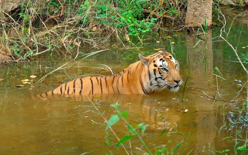 Tigru indian, Foto: John T.L. / Alamy / Profimedia Images