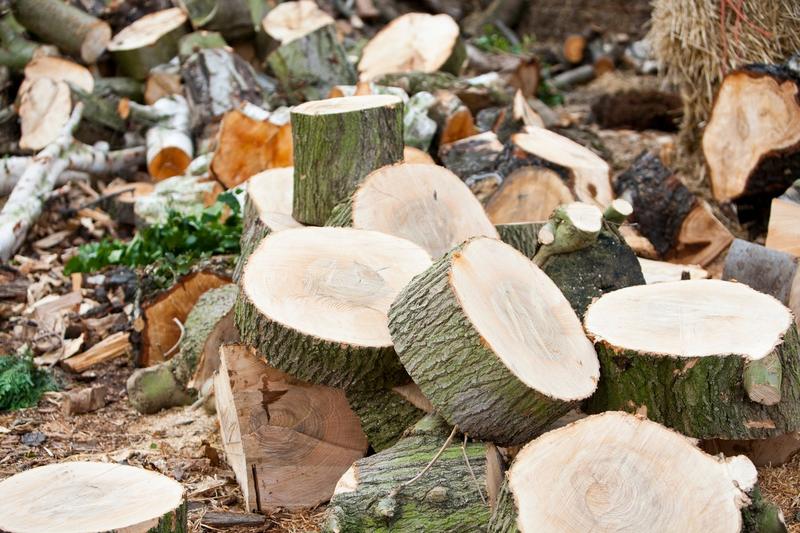 Defrisari, Foto: Ashley Cooper / Sciencephoto / Profimedia Images