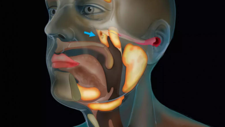 Organ nou descoperit in corpul uman , Foto: The Netherlands Cancer Institute